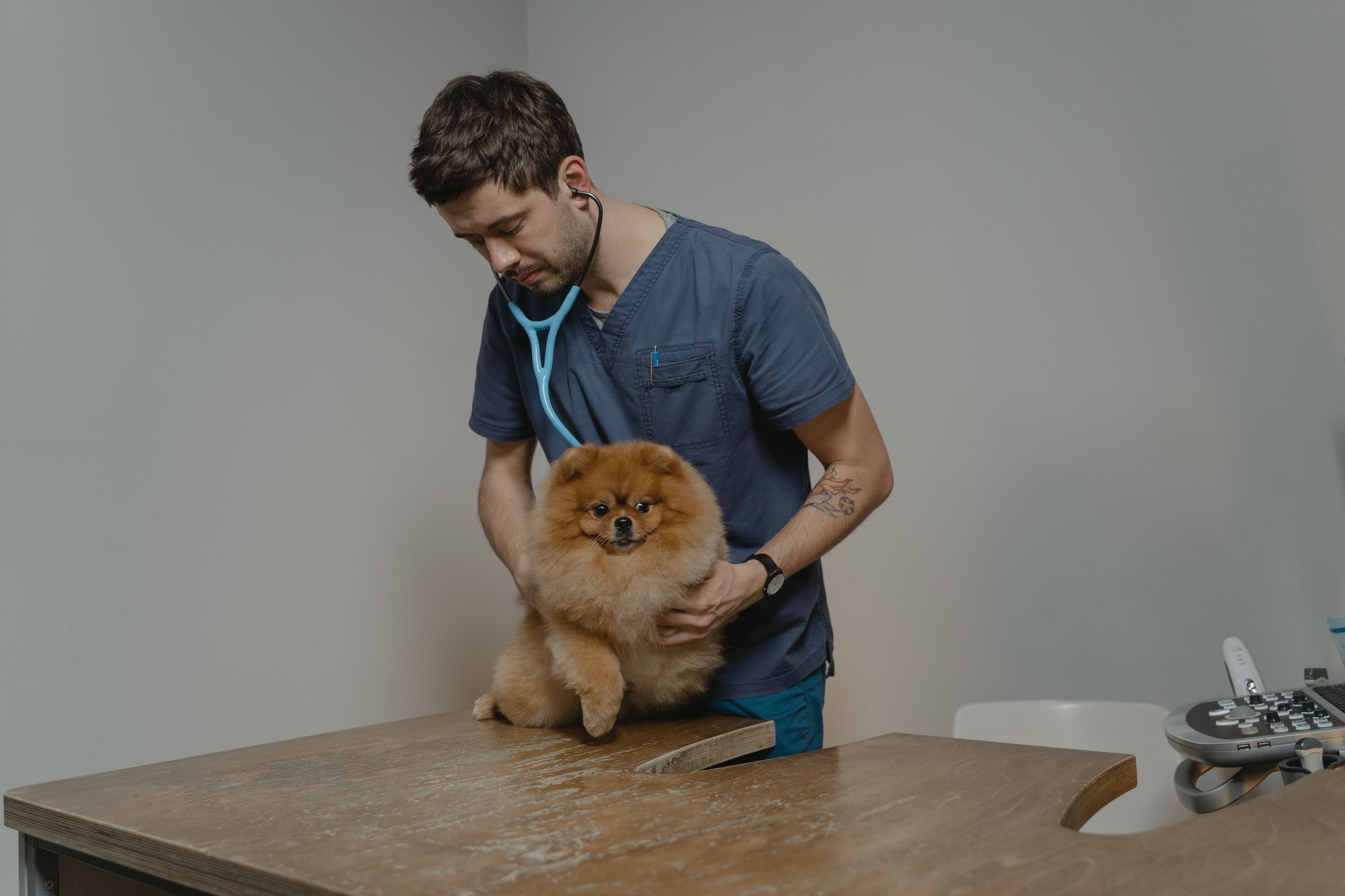 Veterinario 2