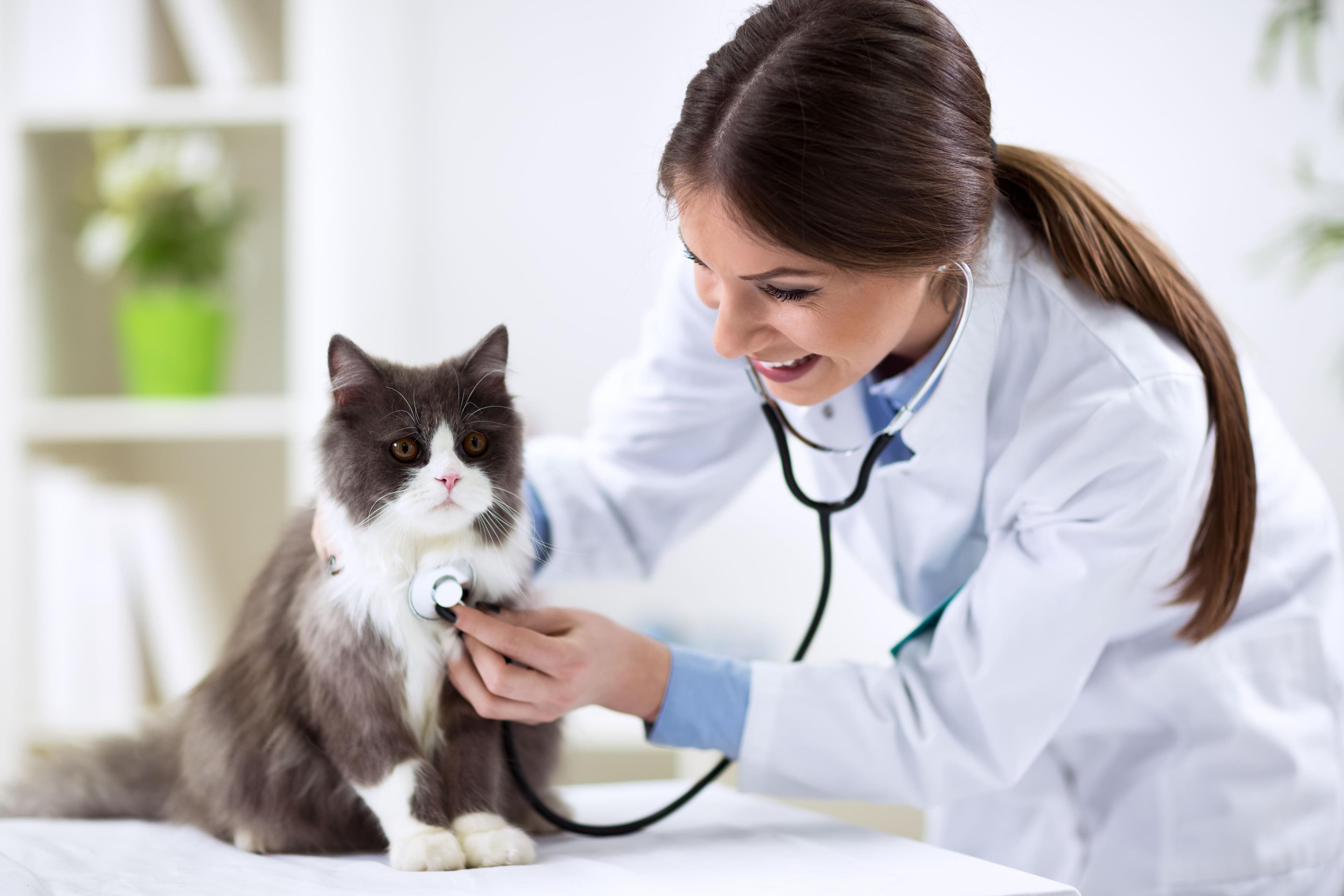 Veterinaria 3