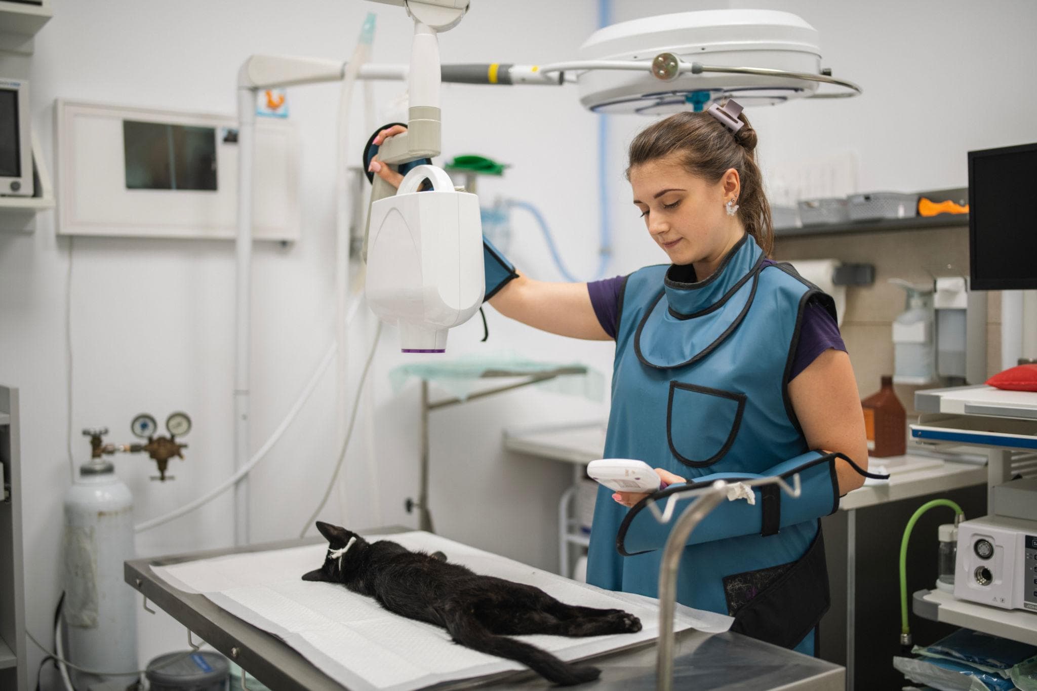 Radiografía veterinaria